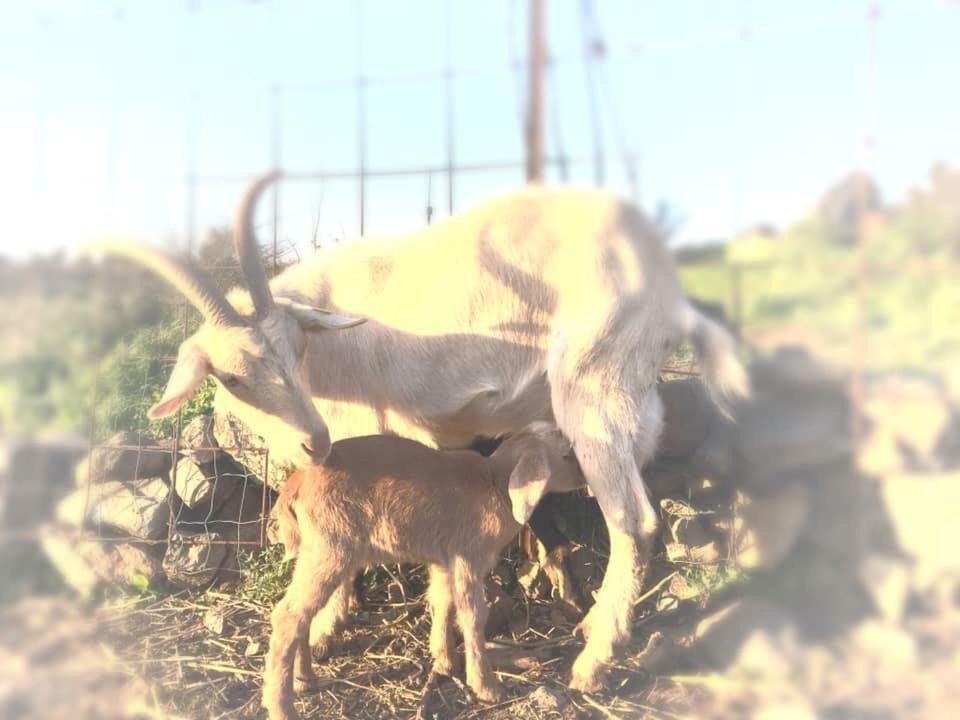 Natura-Eco Farm Buitenkant foto